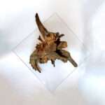 Organische koffie tafel